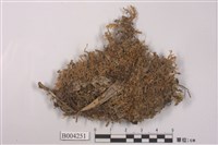 藏品(毛叉蘚)的圖片